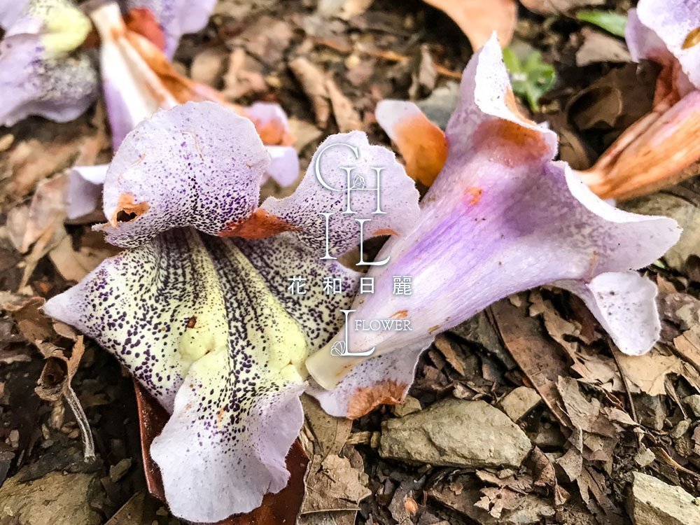 梧桐花